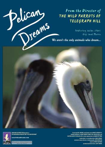 Pelican Dreams